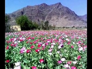 ھلہ کور تہ رازا  Hizar shahzad