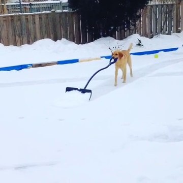 Adorable dog shoveling snow on hockey rink