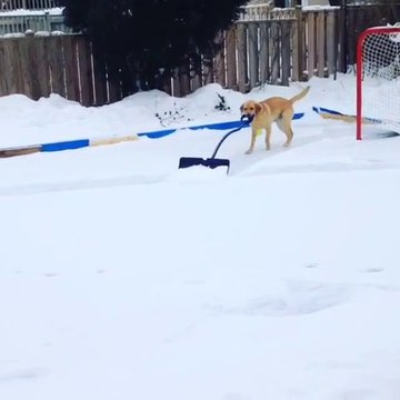 Un chien déblaye la neige sur une patinoire en utilisant une pelle. Futé l'animal!