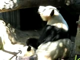 Panda Life Lessons from Bai Yun 🐼