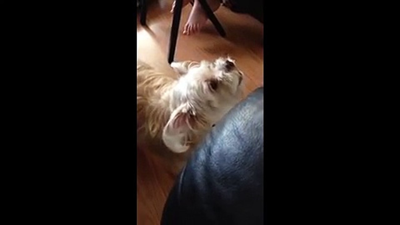 Cute dog sounds like a chicken... Ridiculous!