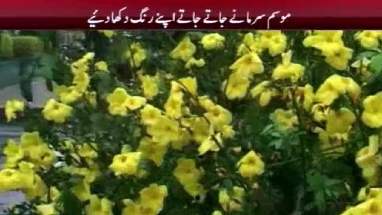 Expected rain in Pakistan