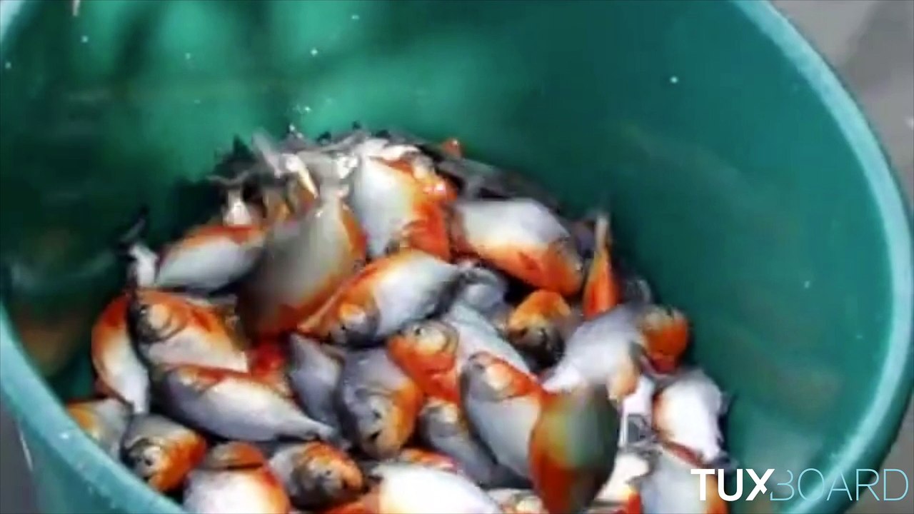 pêche piranhas au Bresil