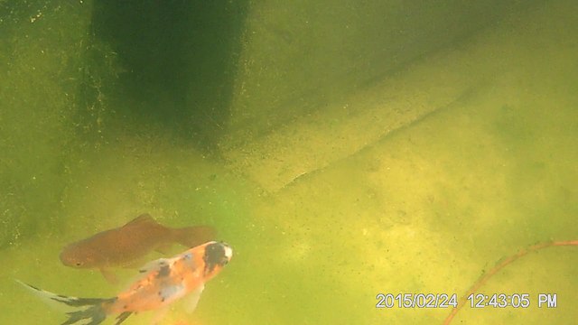 les alevins dans le bassin hors sol