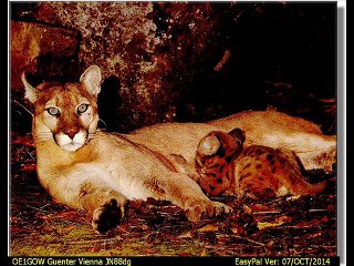 ANIMAUX  SAUVAGES  RECEPTIONS  NUMERIQUES.