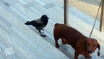The bird messes with little puppy