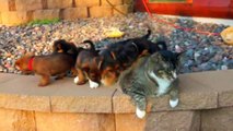 Puppies Love Fat Cat - Щенки обожают Жирного Кота - Прикол !