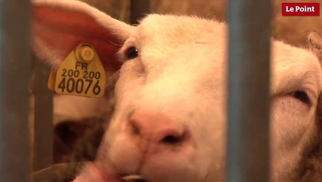 Salon de l'agriculture : bio es-tu là ?