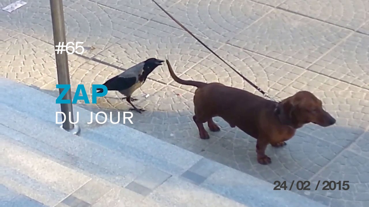 ZAP DU JOUR #65 : Coup de la corde à linge / Skieurs tractés par des motos / Surfer sur les nuages / Perroquet groovy