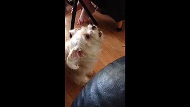 Un chien imite la poule