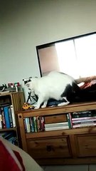 Un chat vraiment pas obéissant