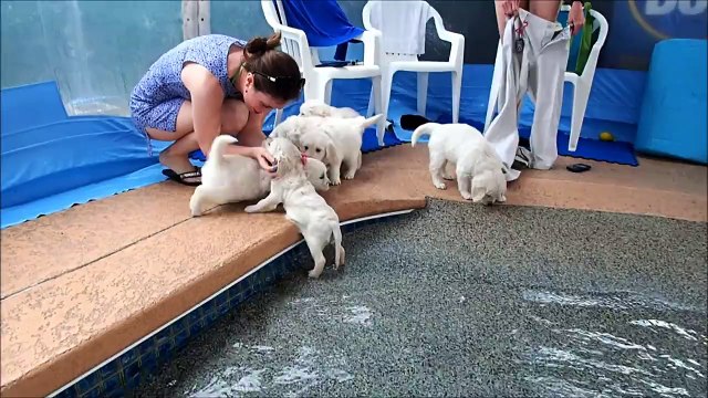 Des chiots se baignent pour la première fois