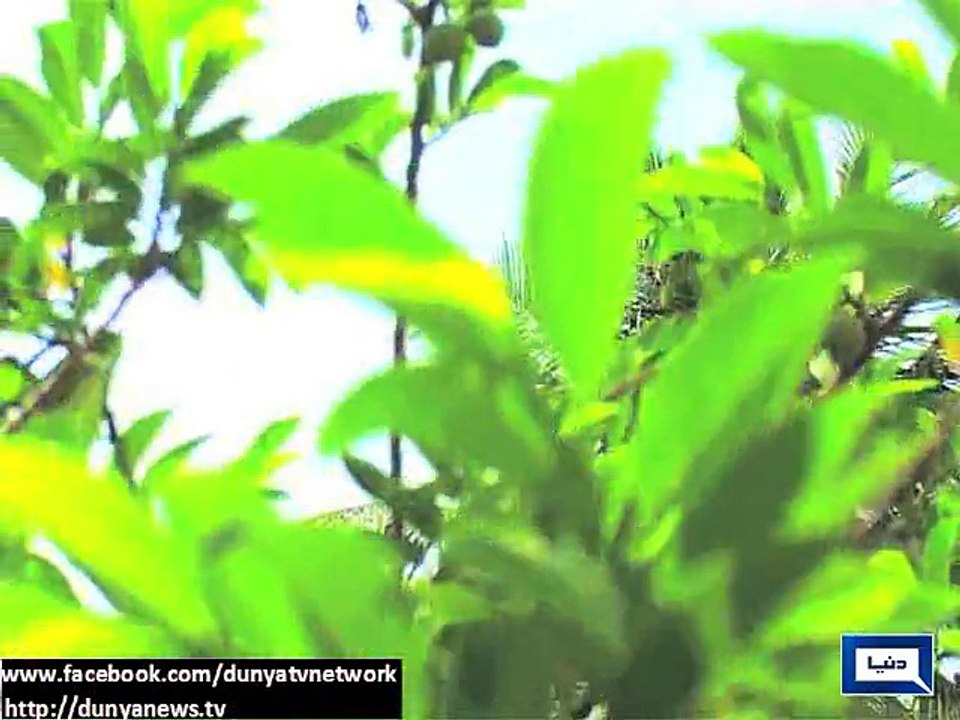 Dunya News - Snow fall, rain continue in various cities of Pakistan