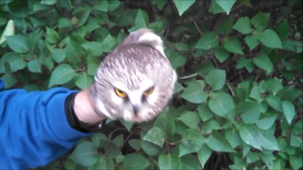 Northern Saw-whet Owl's Impressive Head Control