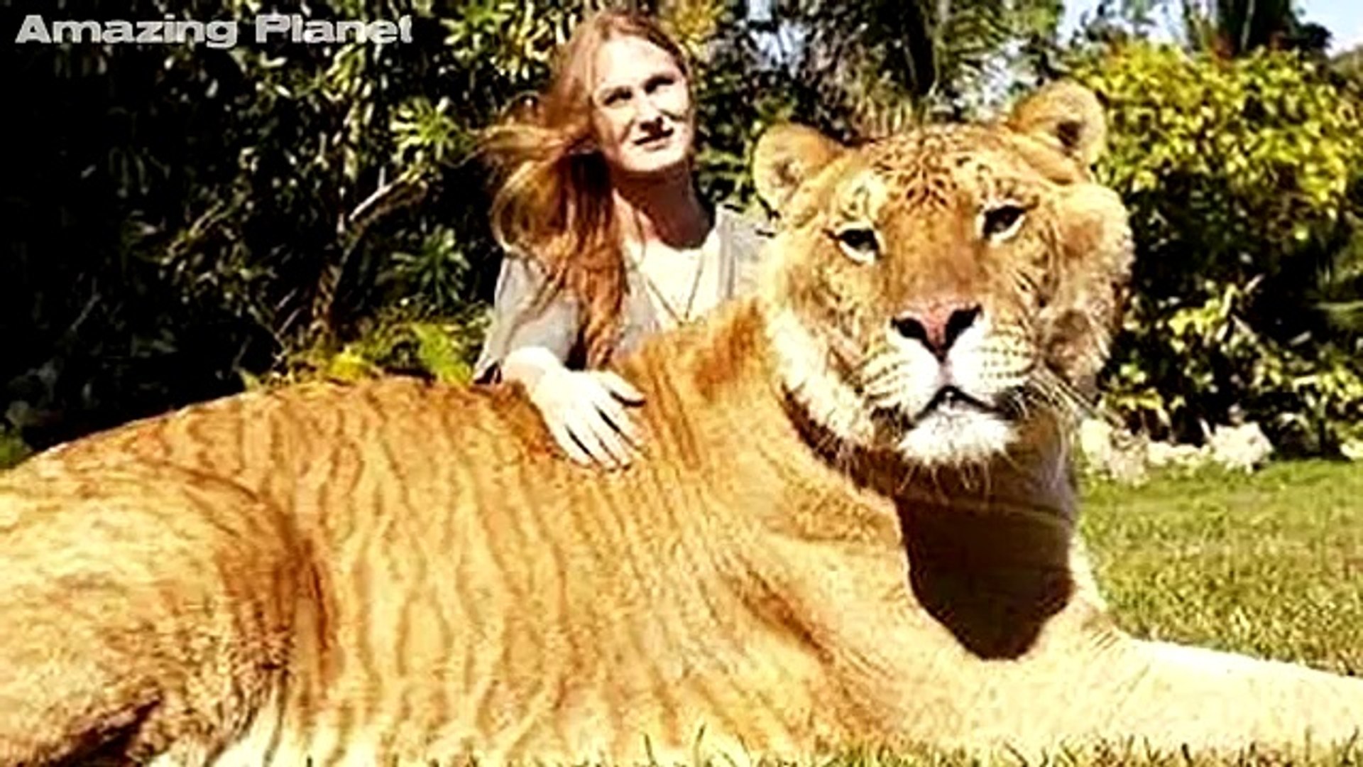 Liger biggest cat hot sale in the world