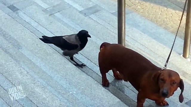Crow Teasing Dog