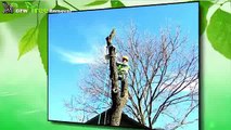 Dallas Tree Removal | 214-556-5079 | Tree Removal Dallas | Emergency Tree Removal