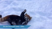 Deux pandas roux s’amusent dans la neige et font craquer la Toile