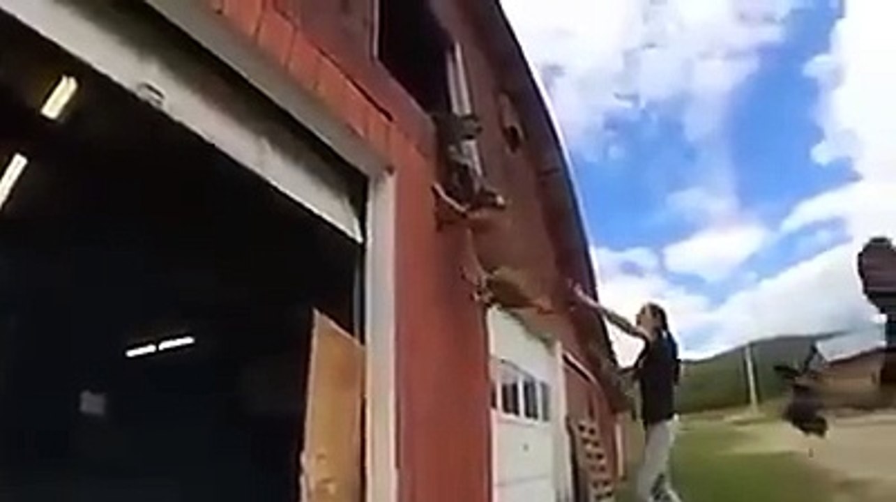 Talented Dog