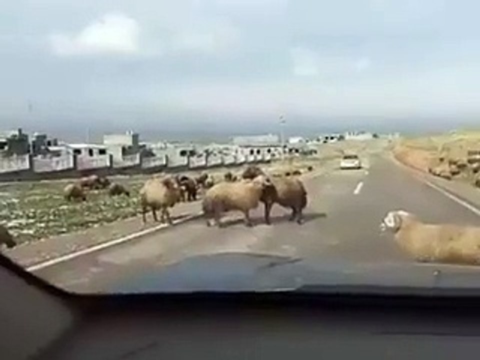 koç kavgası