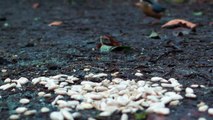 Little Ground Feeding Birds Close Up - Nuthatch, Coal Tit and Blue Tit