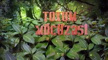 Ramil Rüstəmov - Toxum möcüzəsi.mp4