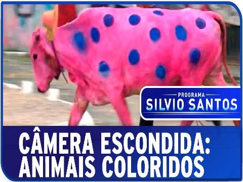 Animais Coloridos