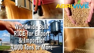 Bulk Rice Export, Rice Export, Rice Export, Rice Export, Rice Export, Rice Exporting