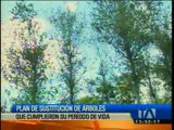 Plan de sustitución de árboles se cumple en Quito