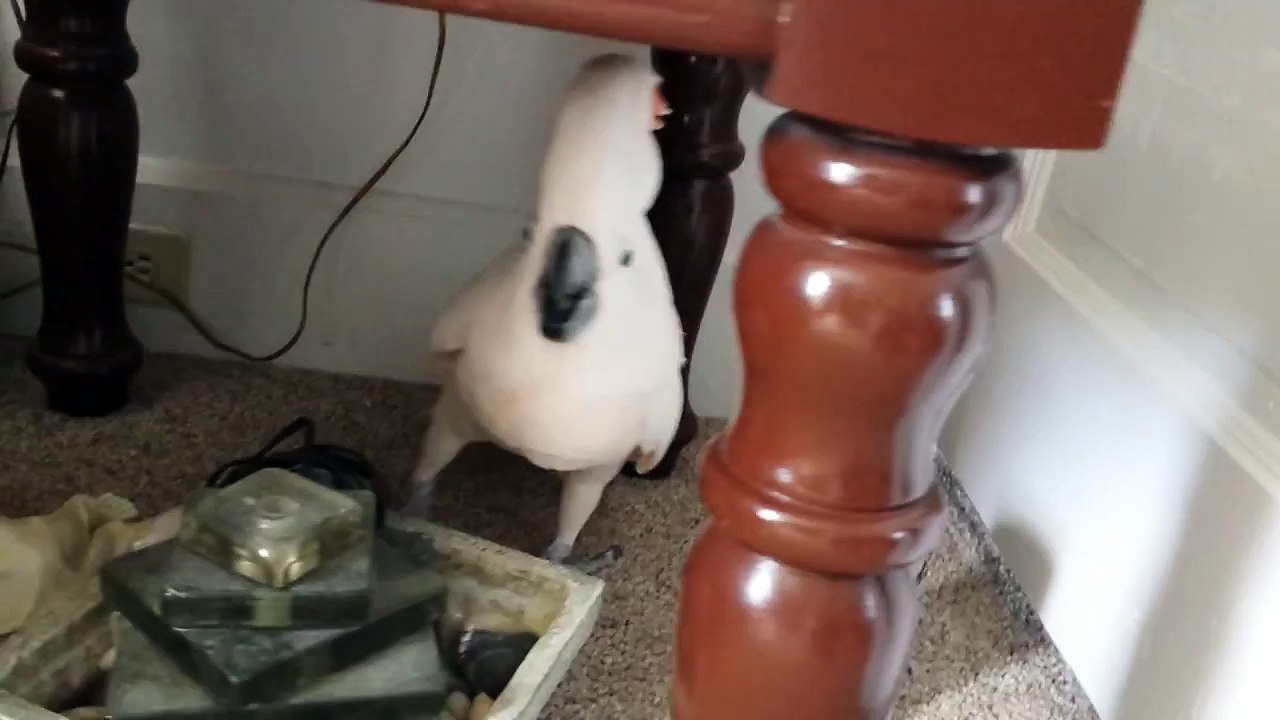 Un cacatoès n'a pas envie de rentrer dans un sac