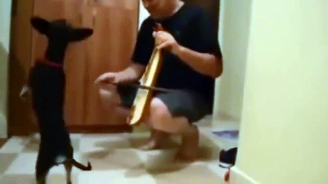 Funny Dancing Dog 2014