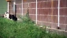 Rat vs Pack of Cats - Крыса против Котов - Прикол !