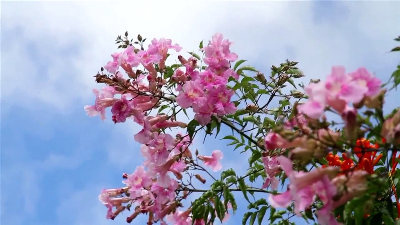 舊事已过 ( HD 国语)