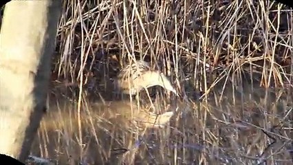 butor etoilé une rare rencontre