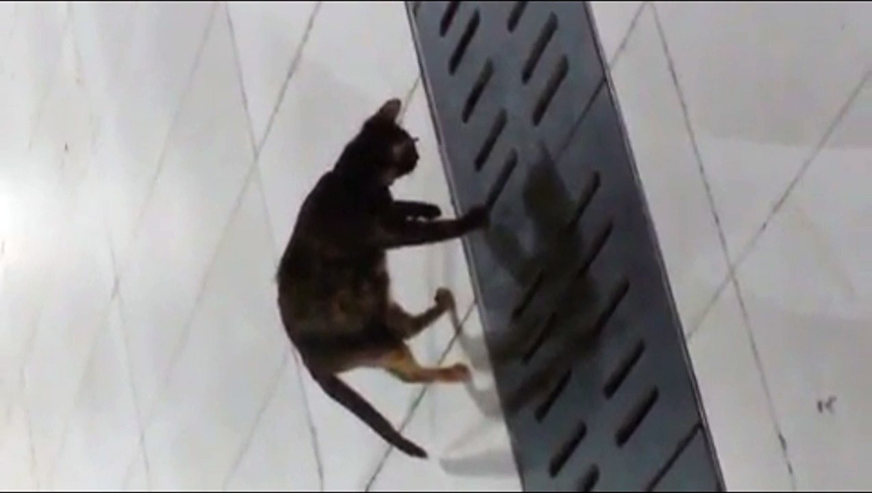 Cat Catches Mouse from Manhole - Кот ловит Мышку !