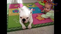 Dogs and babies are best friends - Cute and funny compilation