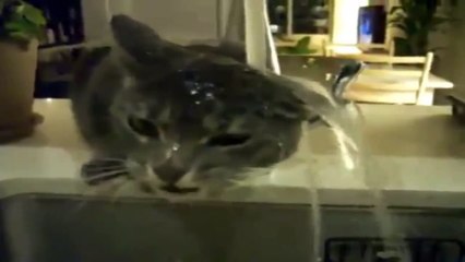 Two Funny Cats Playing With Water