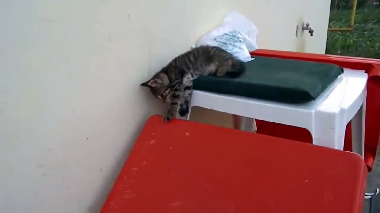 Funny Cute Cats Amusing Compilation