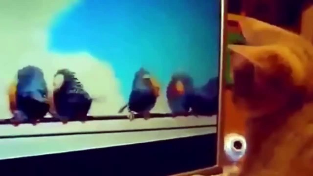 Funny Cats and Dogs Amusing Compilation