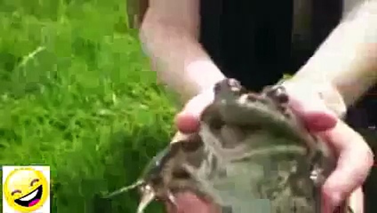 Videos de Animales, perros, gatos chistosos y risa