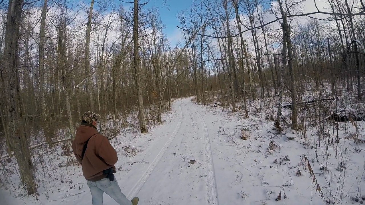 Day in the woods