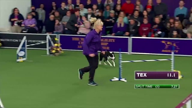 Tex, le chien trop rapide sur une course d’agilité