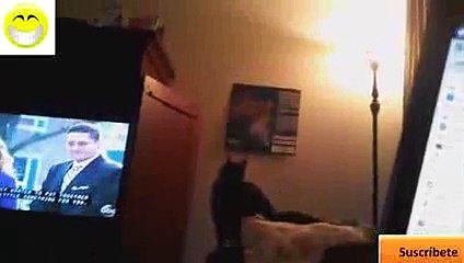 El mejor video de Gatos Chistosos pura Risa 2015