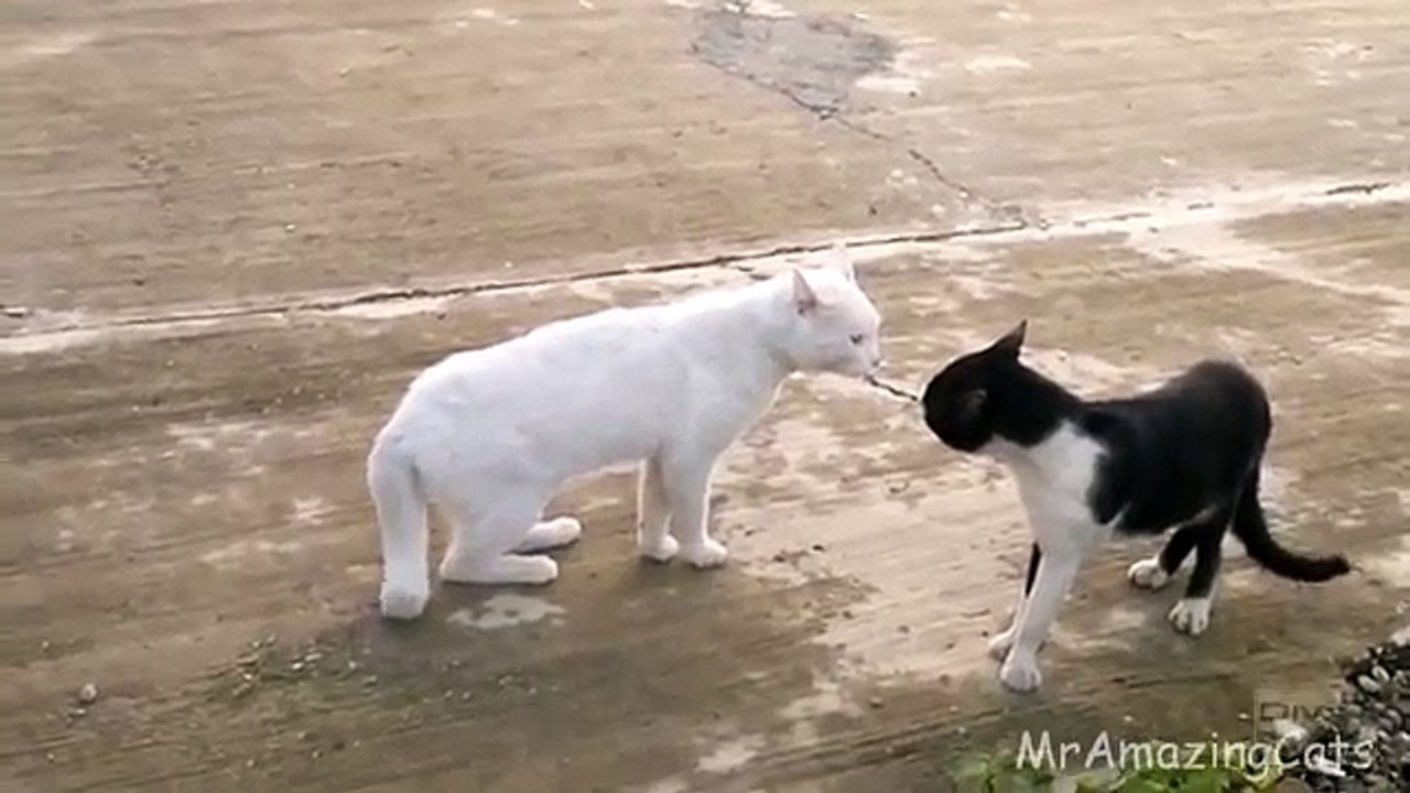 Cobra Cat