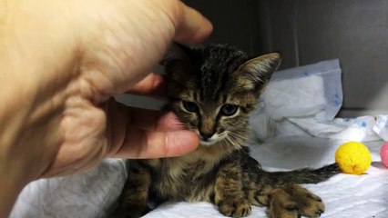 Star has been kicked and left paralysed, HELP US SAVE HER!