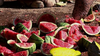 We wish you a merry christmas  - Elephant Nature Park