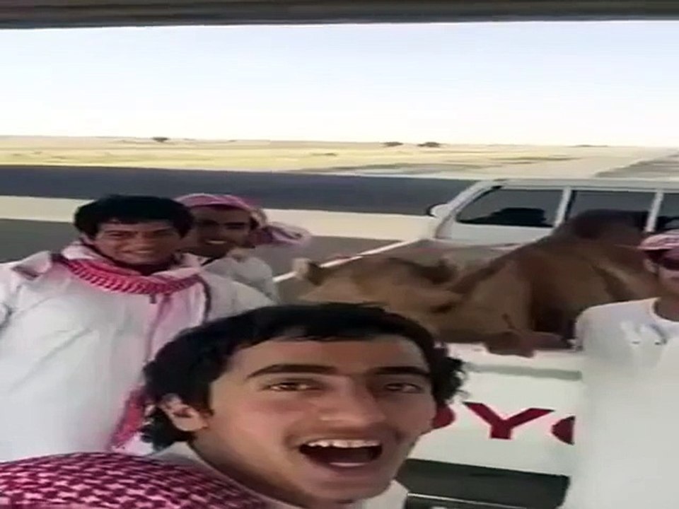 Adorable camel laugh with guys!