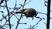 アカウソの鳴き声　桜の芽を食べる Eurasian Bullfinch (Pyrrhula pyrrhula rosacea)