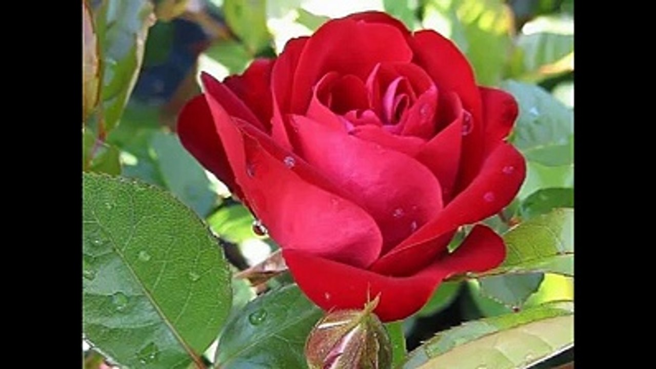 ԑ̮̑♦̮̑ɜܓ F O R Y O U ԑ̮̑♦̮̑ɜܓ