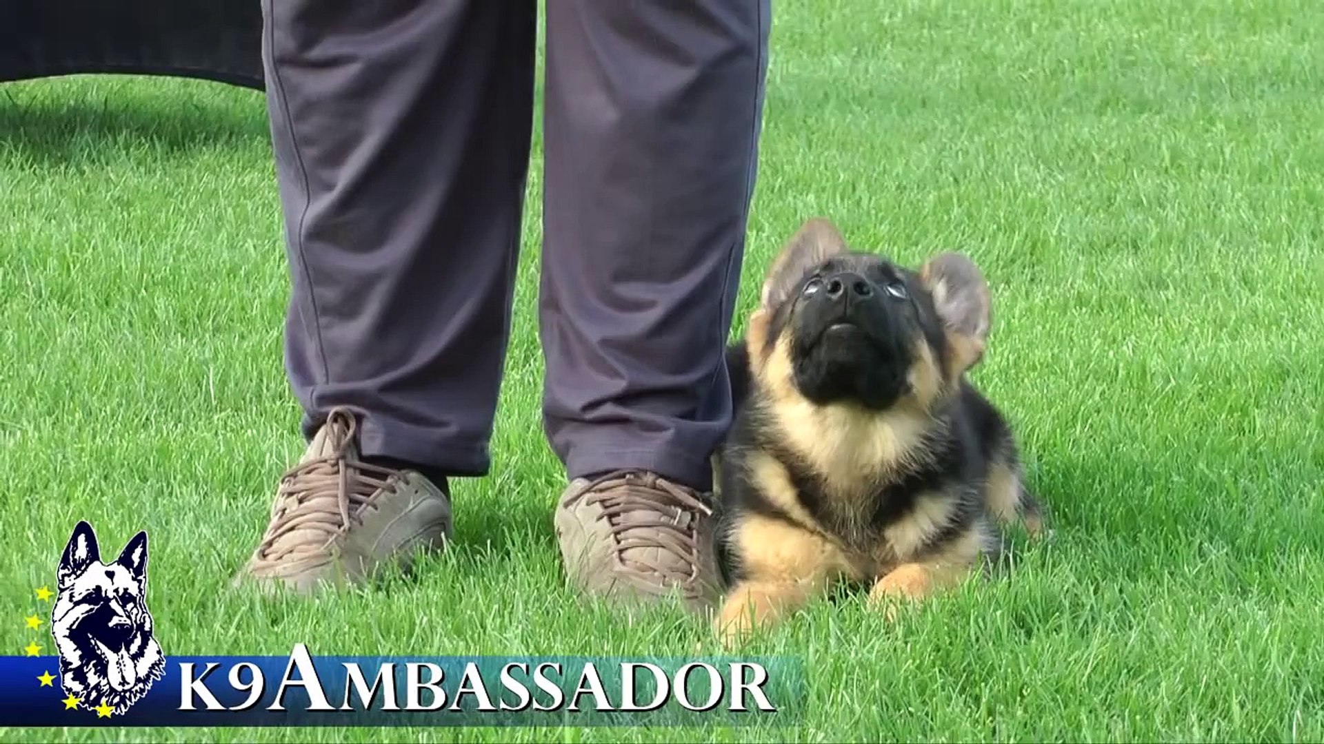 ⁣Puppy Training - Positive Method - 3 months old German Shepherd Dog / K9 Ambassador